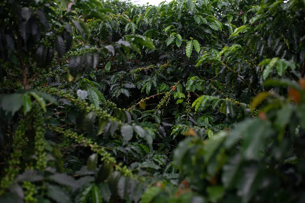 Decoding flavour: acidity, sweetness, body