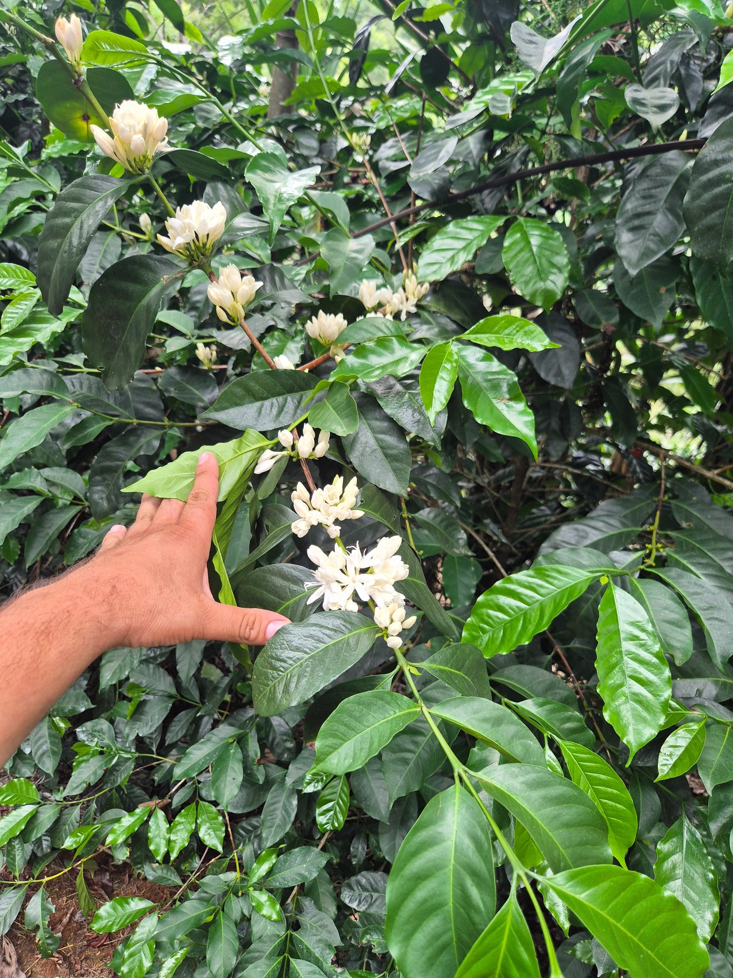 Praliné - Honduras 🇭🇳