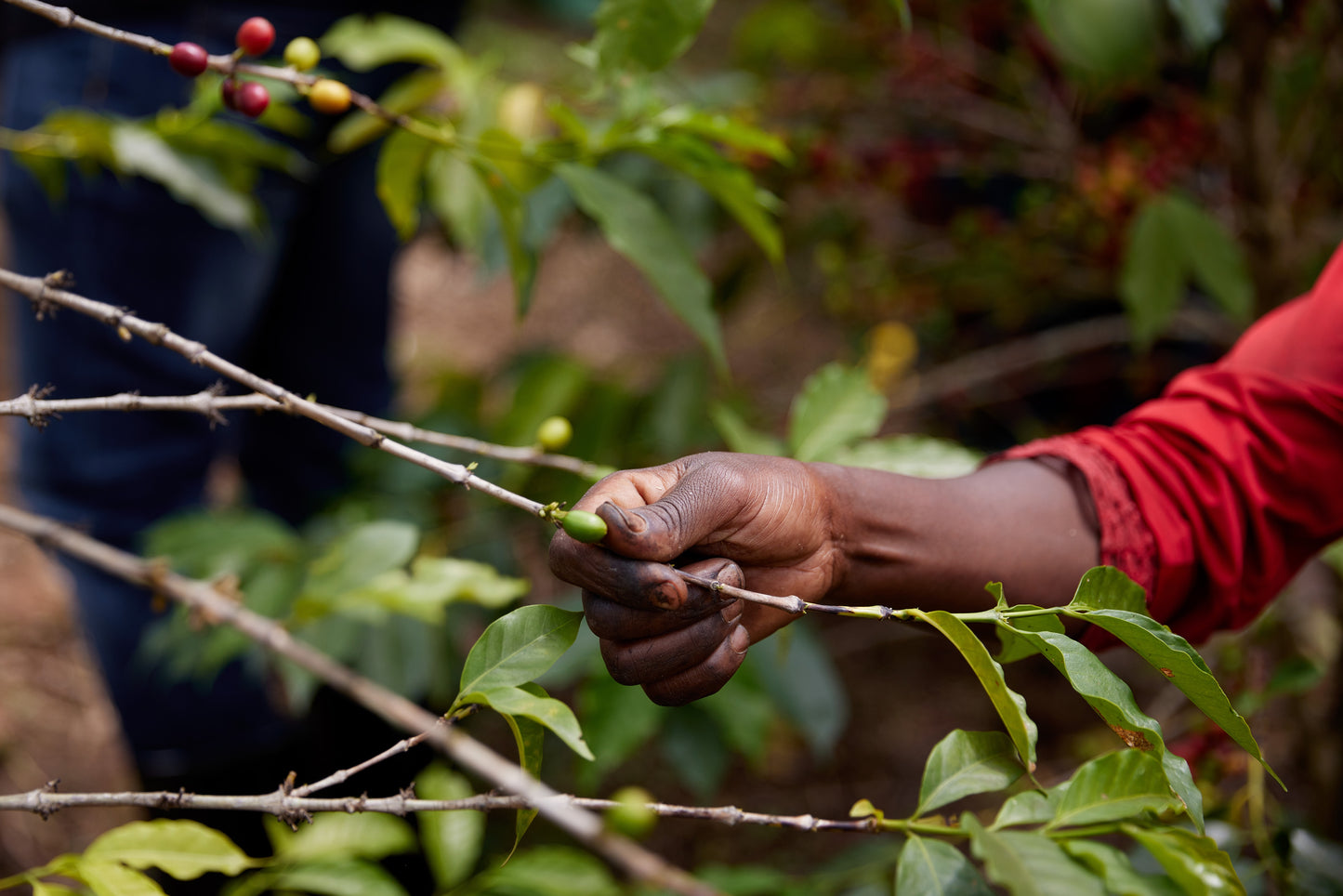 Fruta de Ouro - Rwanda Microlot 🇷🇼