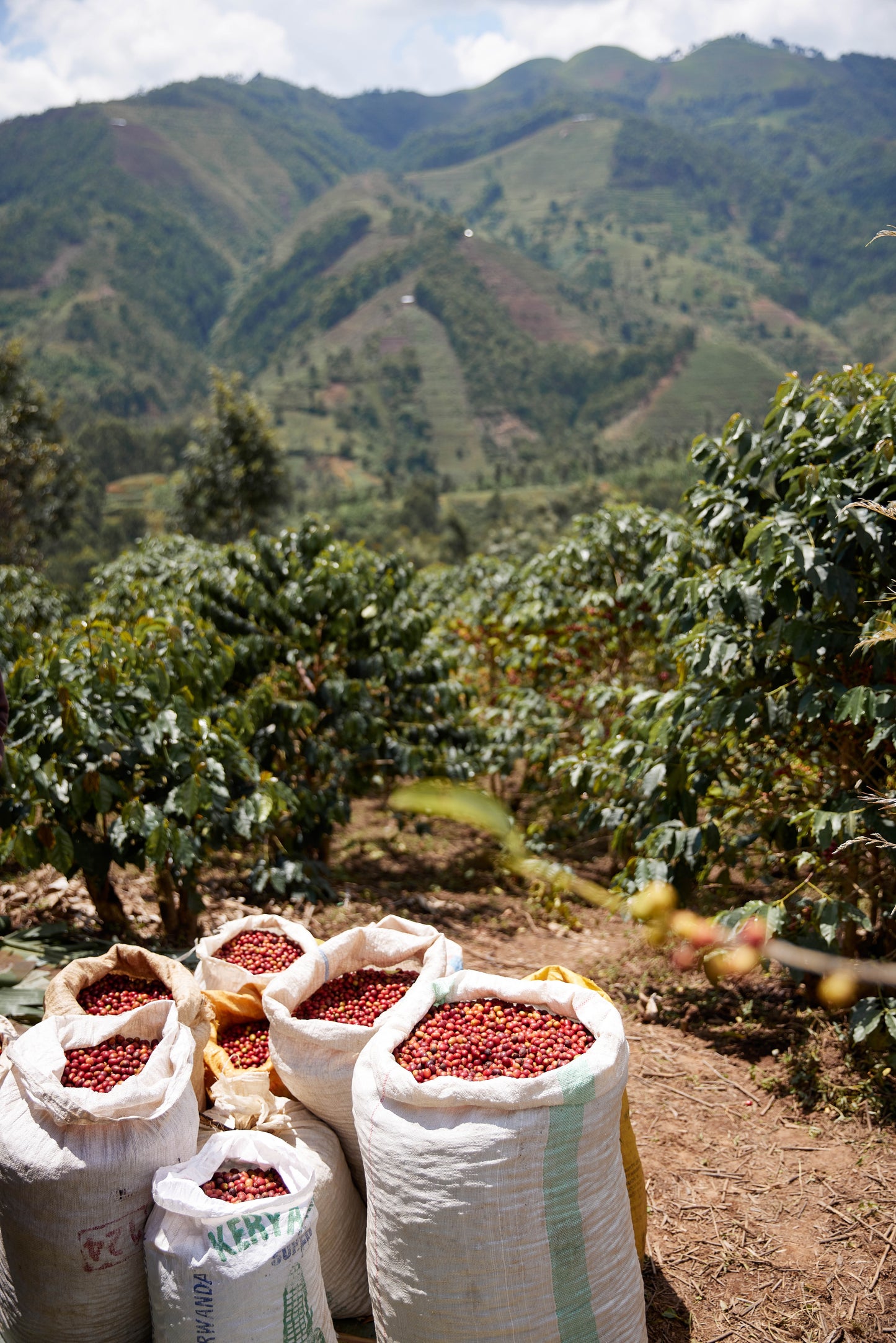 Fruta de Ouro - Rwanda Microlot 🇷🇼