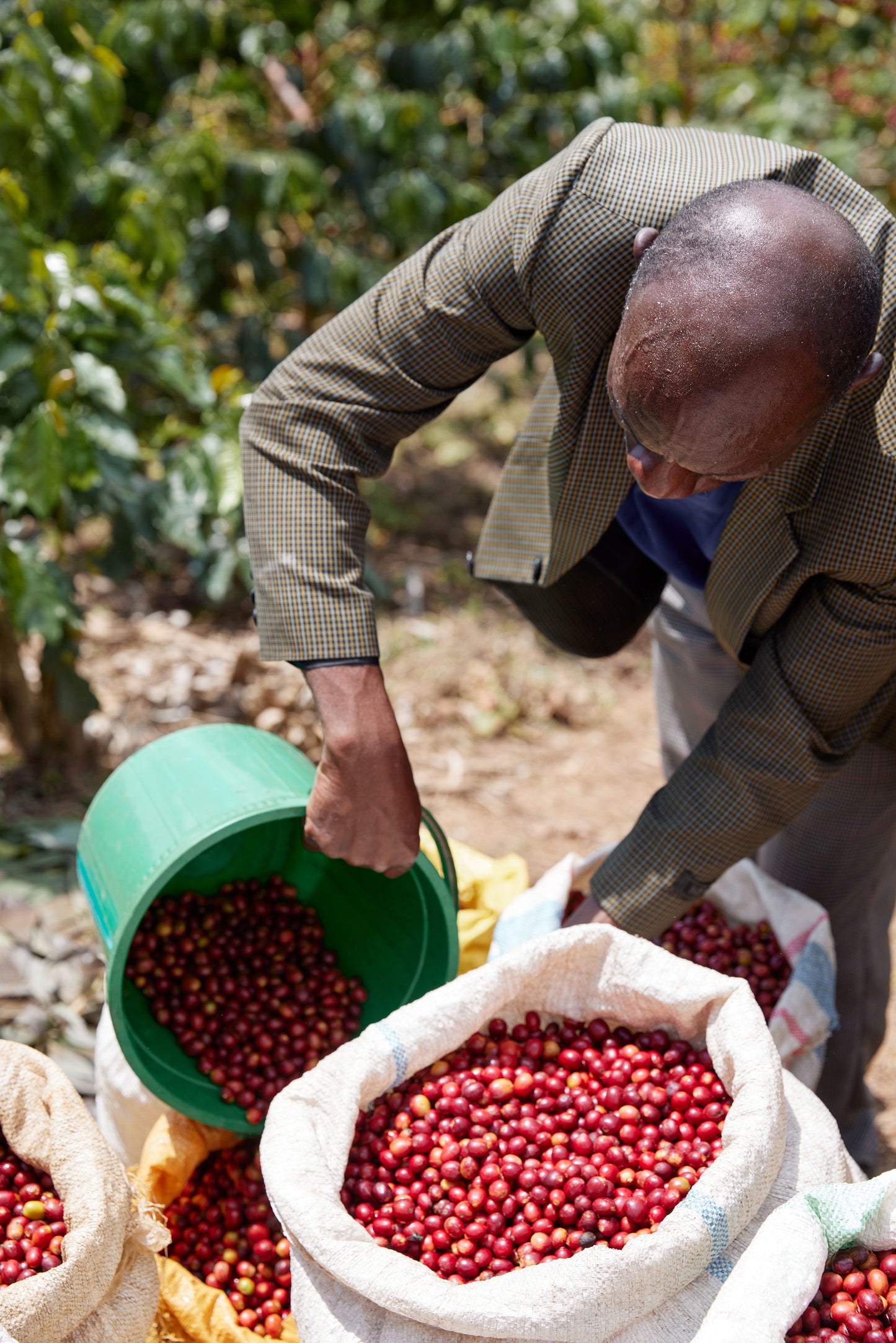 Fruta de Ouro - Rwanda Microlot 🇷🇼