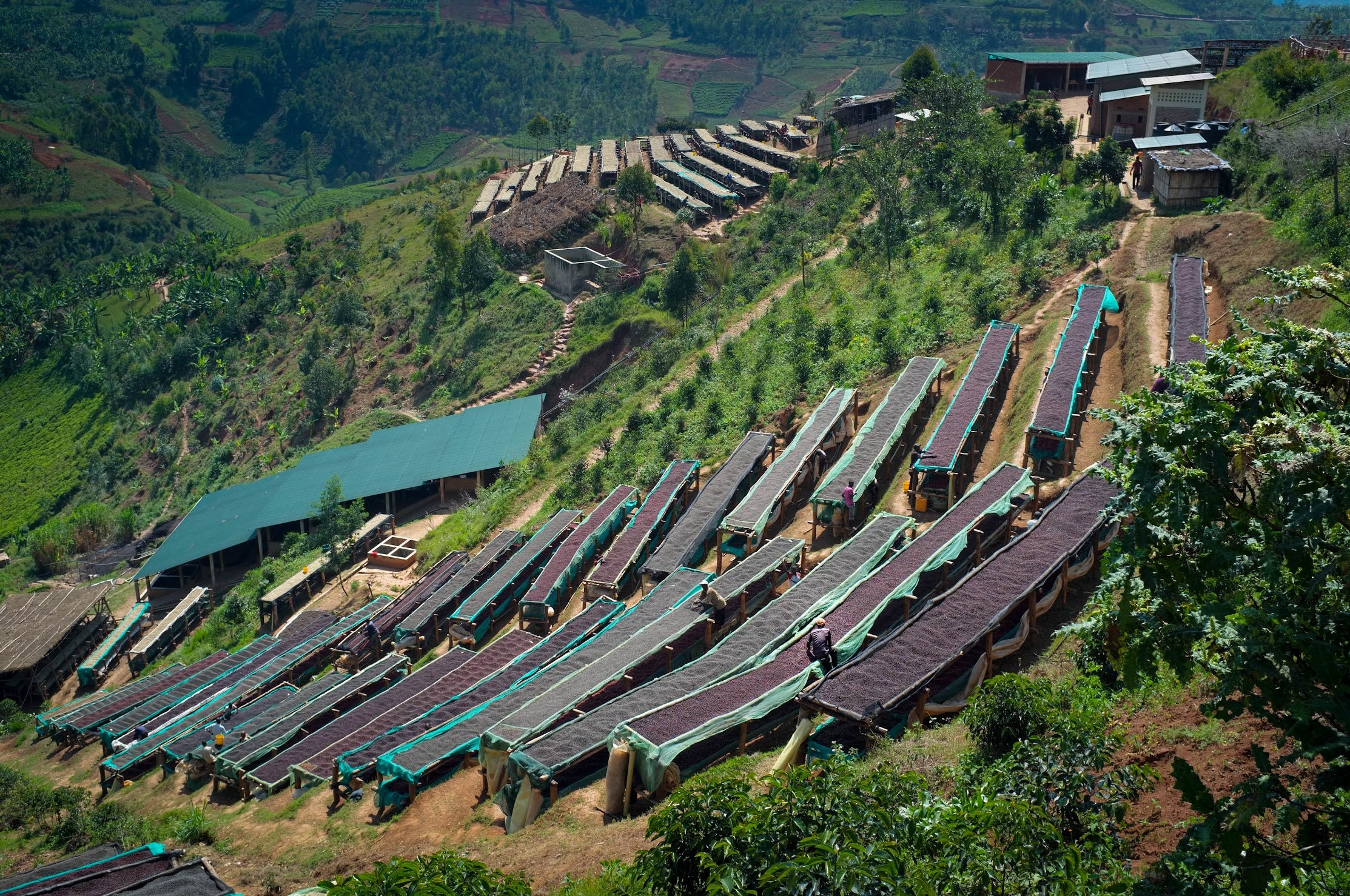 A 250g bag of The Folks Siesta Decaf Colombia coffee beans, showcasing the packaging with product and brand details.